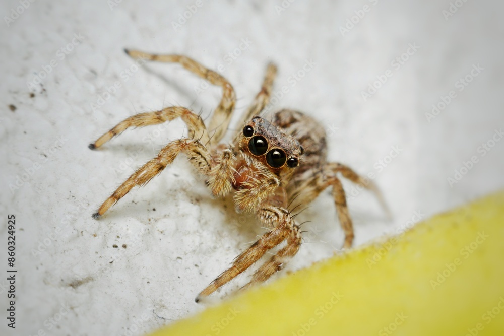 Spider is sitting on the white and yellow wall. Spider is sitting on the white and yellow wall.