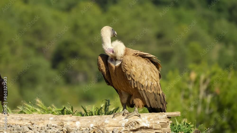 close-up of a Griffon vulture (Eurasion griffon, Gyps fulvus) at a mountain feeding station close-up of a Griffon vulture (Eurasion griffon, Gyps fulvus) at a mountain feeding station