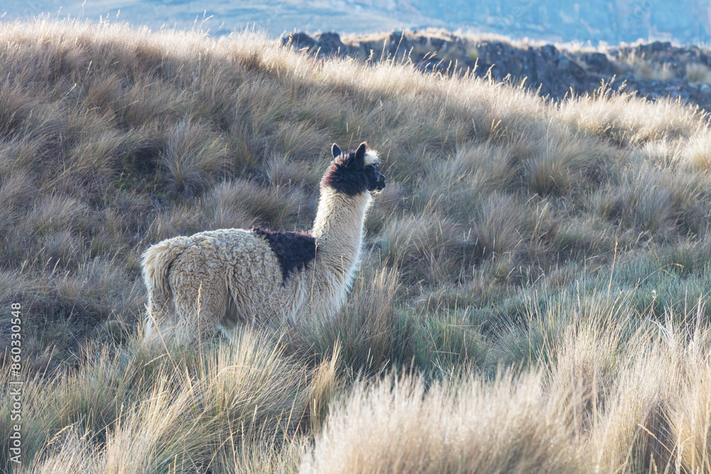 Fototapeta premium Llama