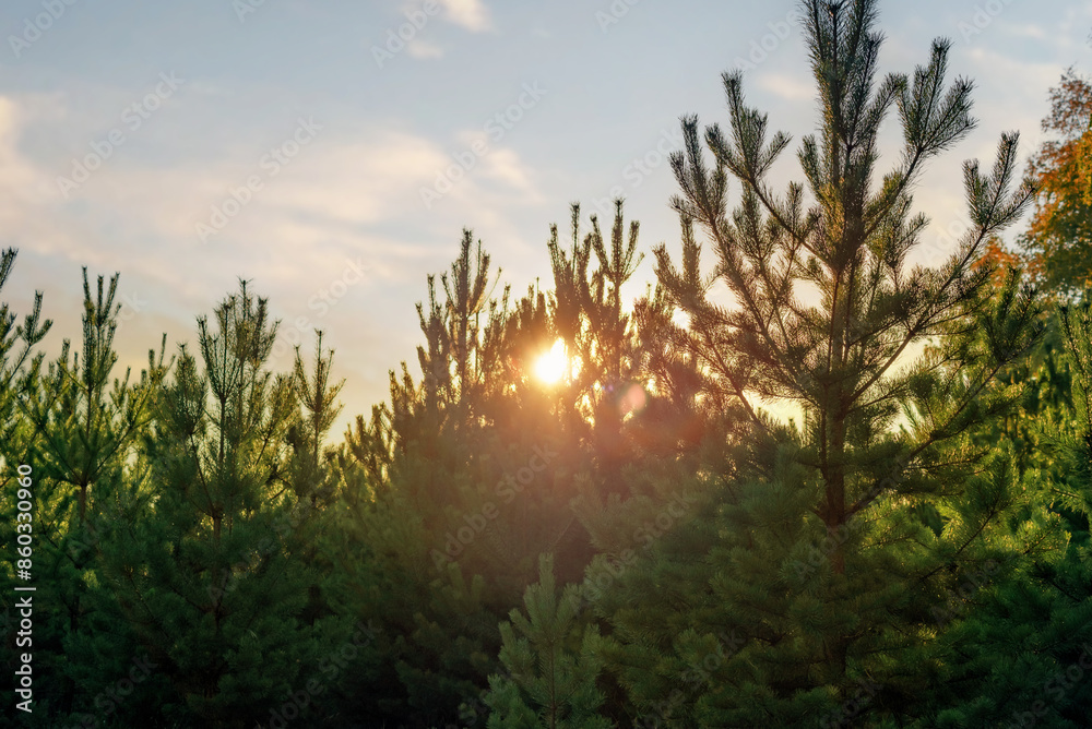 Pine farm at sunset in the evening, selective focus Pine farm at sunset in the evening, selective focus