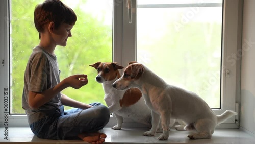 The child is playing with his dog friends at the window.