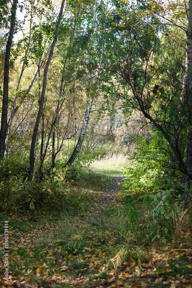 Naklejka premium a path in the wild forest, a selective focus