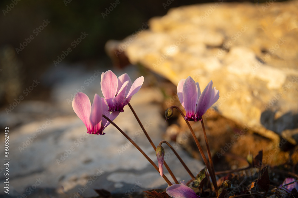 Cyclamen Graecum (Greek cyclamen) flowers in natural enviroment