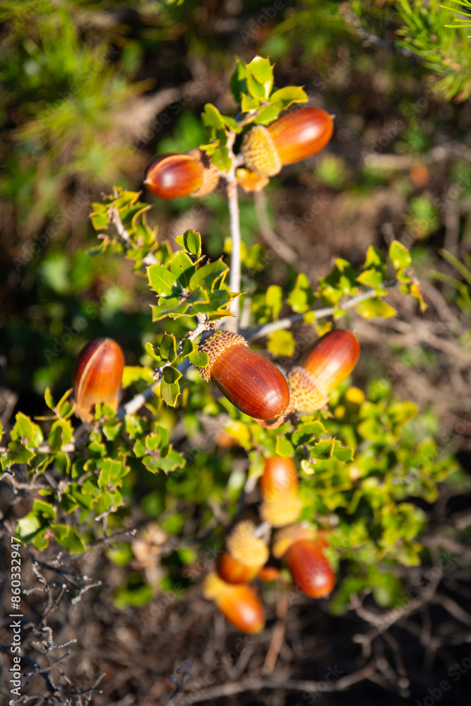 Quercus coccifera (Kermes oak) acorns