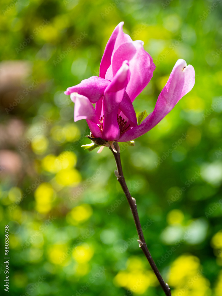 Magnolia soulangeana red color flowers