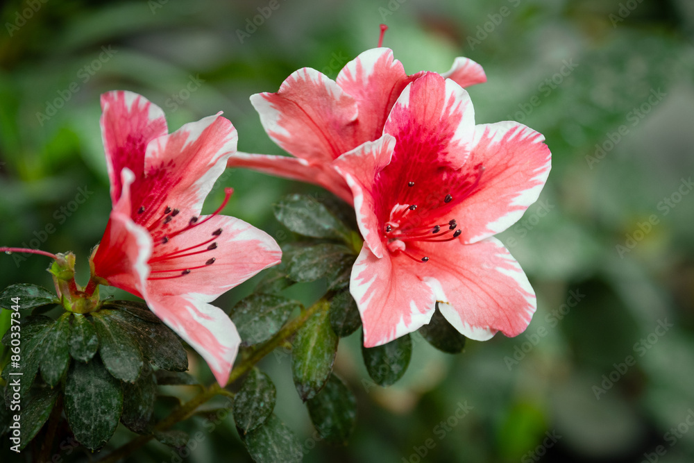 Azalea (Rhododendron) with red white flowers detail