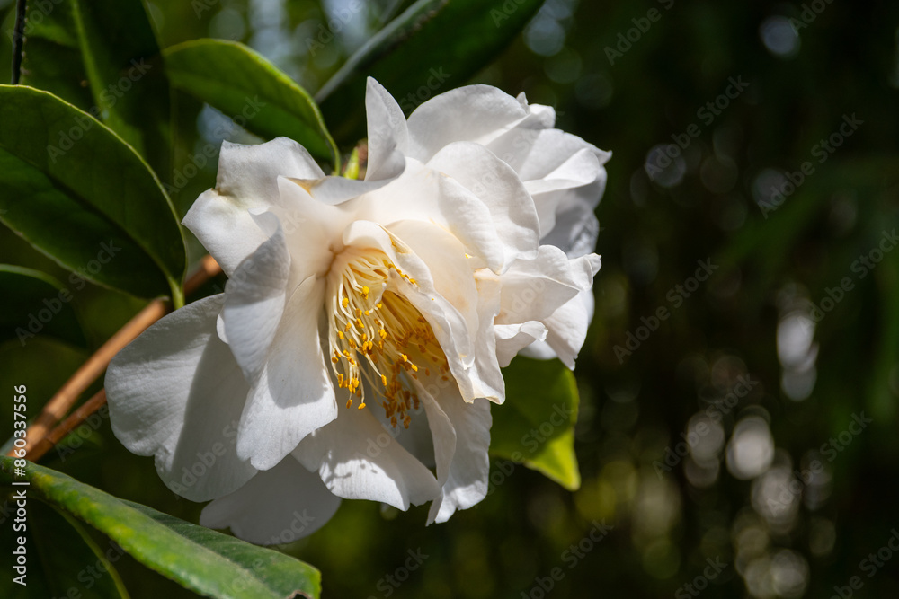 Camellia Japonica (Japanese camellia) with double white flower