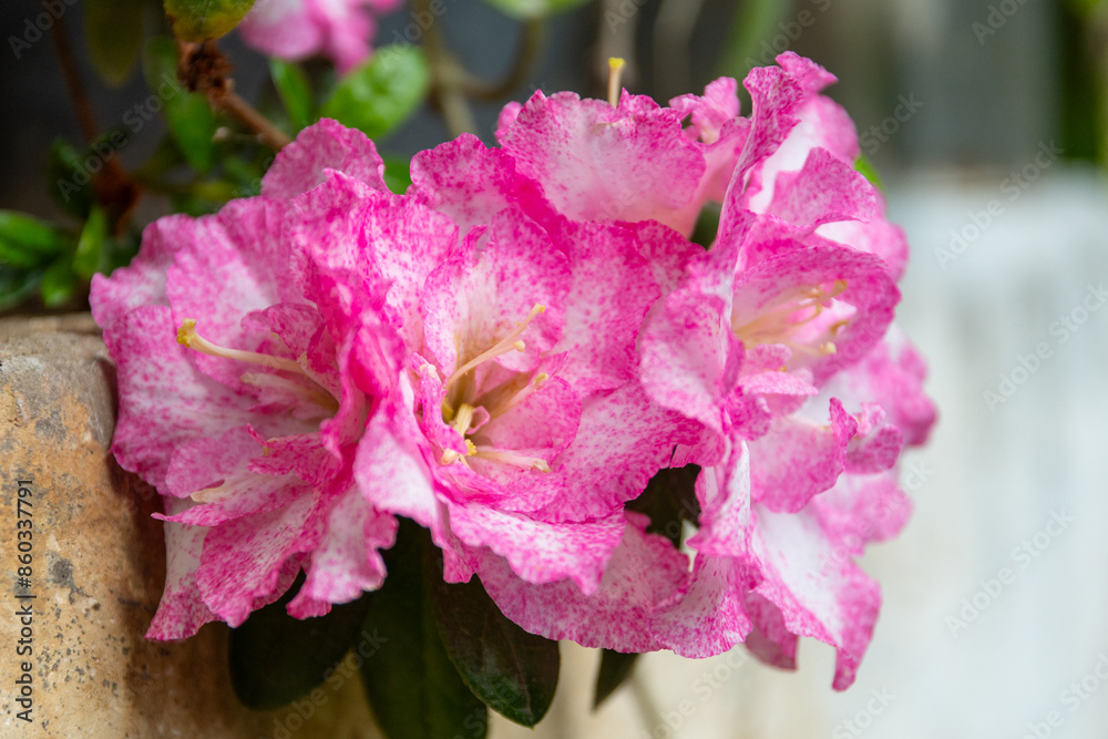 Azalea (Rhododendron) with pink white flowers detail