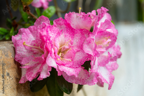 Obraz na płótnie Azalea (Rhododendron) with pink white flowers detail w salonie