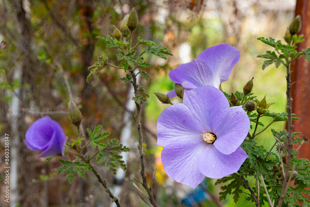 Alyogyne huegelii (Lilac Hibiscus) flower detail