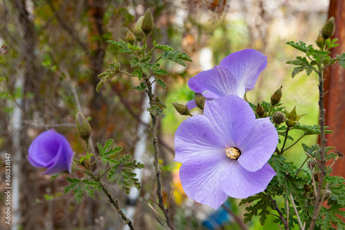 Obraz na płótnie Alyogyne huegelii (Lilac Hibiscus) flower detail w salonie