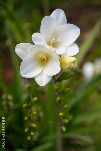 Freesia Single White flowers in natural environment