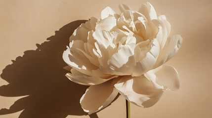 Delicate beige peony flower with aesthetic sunlight shadows on neutral tan brown background : Generative AI