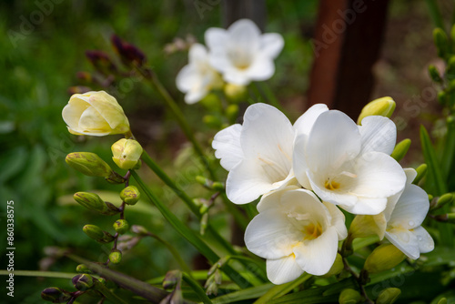 Freesia Single White flowers in natural environment