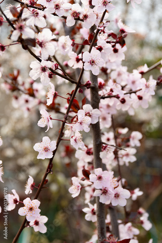 Obraz na płótnie Cherry plum (Prunus cerasifera) blossoms at spring w salonie
