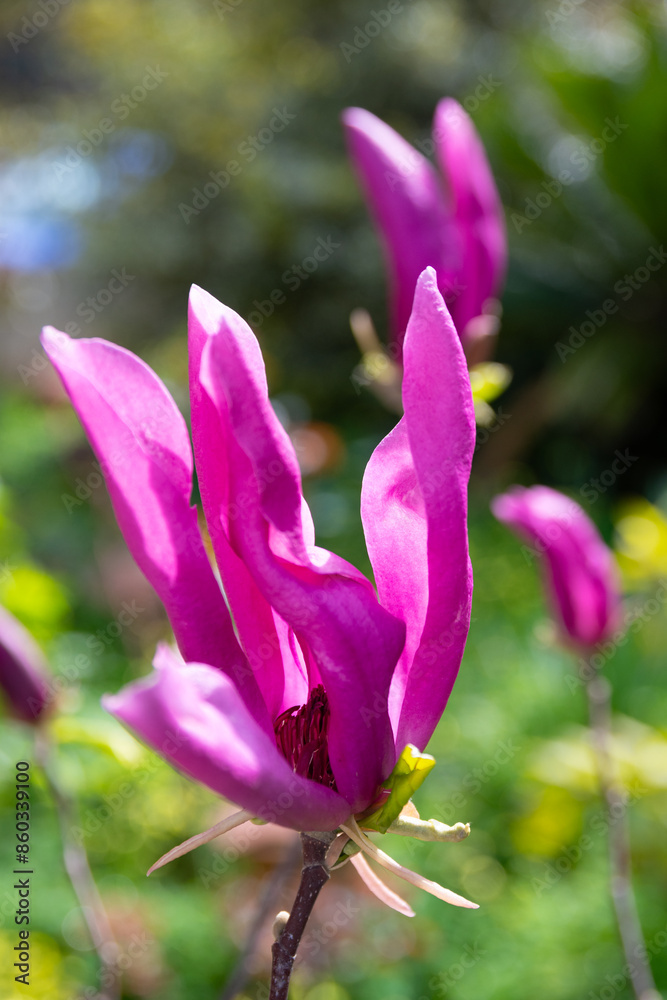 Magnolia soulangeana red color flowers