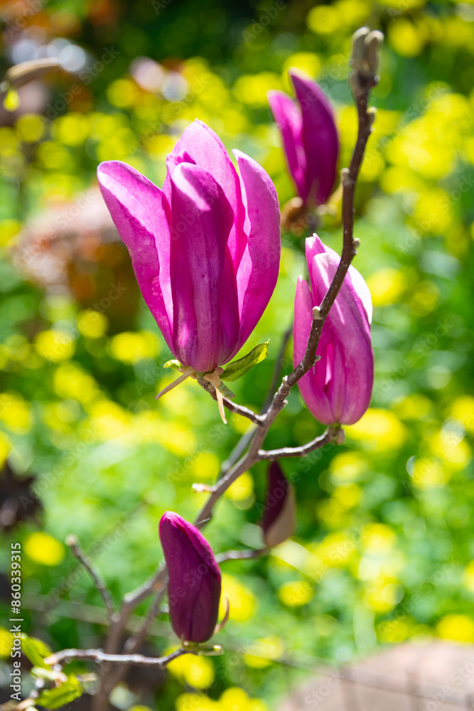 Magnolia soulangeana red color flowers