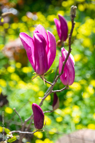 Obraz na płótnie Magnolia soulangeana red color flowers w salonie