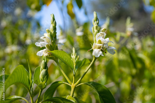Obraz na płótnie Malabar nut (Justicia adhatoda) flowers at spring w salonie