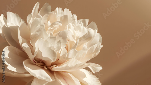 Fototapeta Naklejka Na Ścianę i Meble -  Delicate beige peony flower with aesthetic sunlight shadows on neutral tan brown background : Generative AI