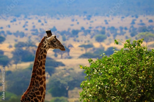 Giraffe in der Savanne photo