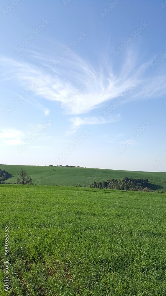 Paisagem com plantação verde de trigo e céu azul com algumas nuvens branca. Paisagem com plantação verde de trigo e céu azul com algumas nuvens branca.