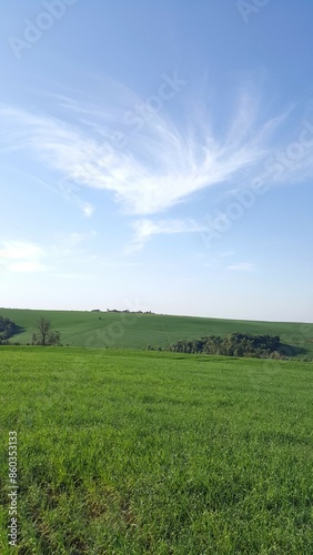 Paisagem com plantação verde de trigo e céu azul com algumas nuvens branca. photo