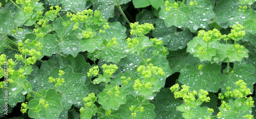 Fotografie lady's mantle - Großer Frauenmantel - Alchemilla mollis