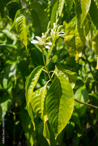 Obraz na płótnie Malabar nut (Justicia adhatoda) flowers at spring w salonie