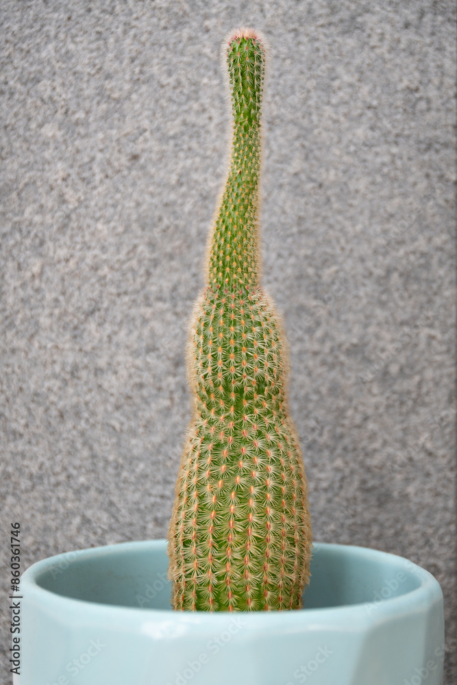 Cactus etiolation due to lack of sunlight
