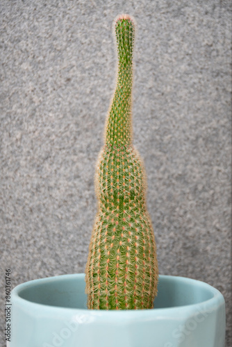 Obraz na płótnie Cactus etiolation due to lack of sunlight w salonie
