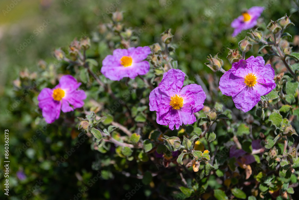 Cistus creticus (pink, hoary rock rose) flowers