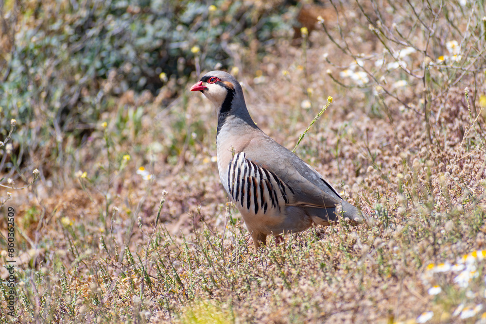 Rock partridge (Alectoris graeca) bird in field at spring