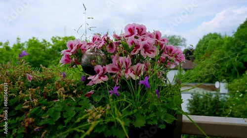 Wallpaper Mural High-resolution closeup of pink and purple flowers among green foliage, showcasing nature's delicate beauty. Torontodigital.ca