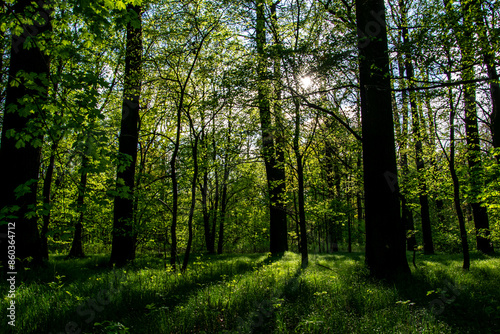 interior of a deciduous forest in spring