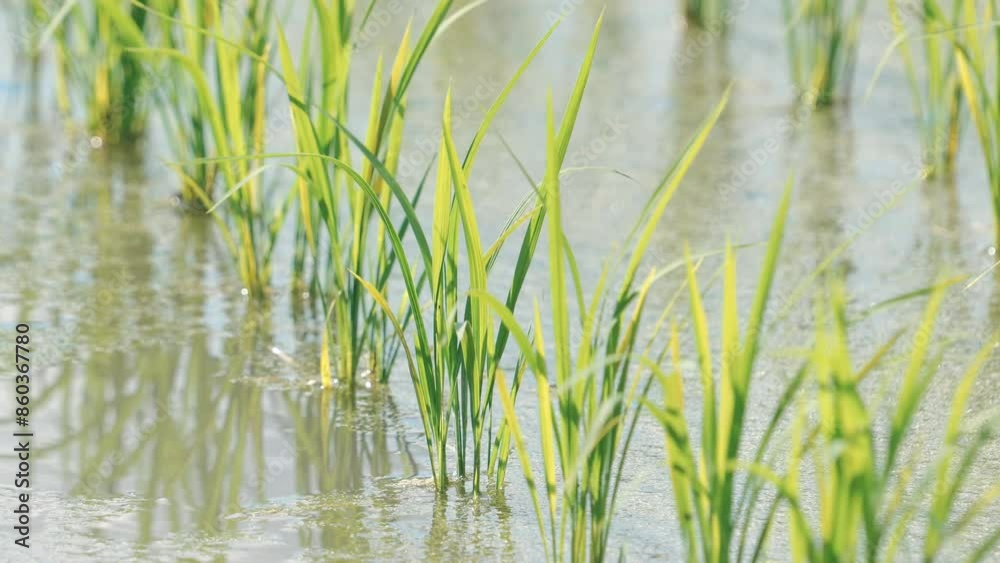 Fresh green rice fields, rice seedlings blowing in the gentle breeze. Fresh green rice fields, rice seedlings blowing in the gentle breeze.
