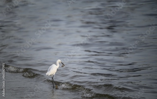 egret eat fish