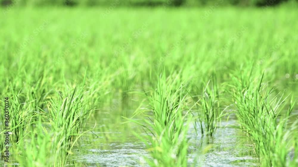 Fresh green rice fields, rice seedlings blowing in the gentle breeze. Fresh green rice fields, rice seedlings blowing in the gentle breeze.