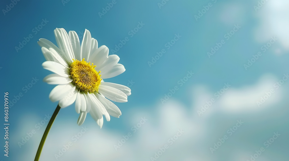 Daisy flower against blue skyShallow Dof : Generative AI Daisy flower against blue skyShallow Dof : Generative AI