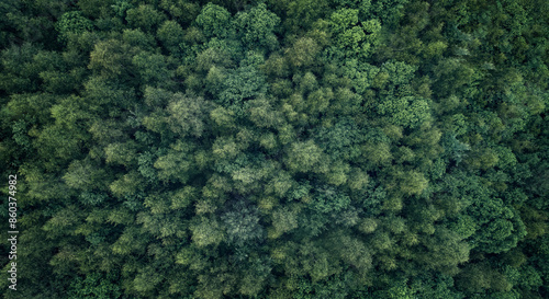 Lush green forest with trees of different sizes aerial view from above. The trees are densely spaced, creating a sense of depth and a sense of being surrounded by nature. Calm and serenity concept