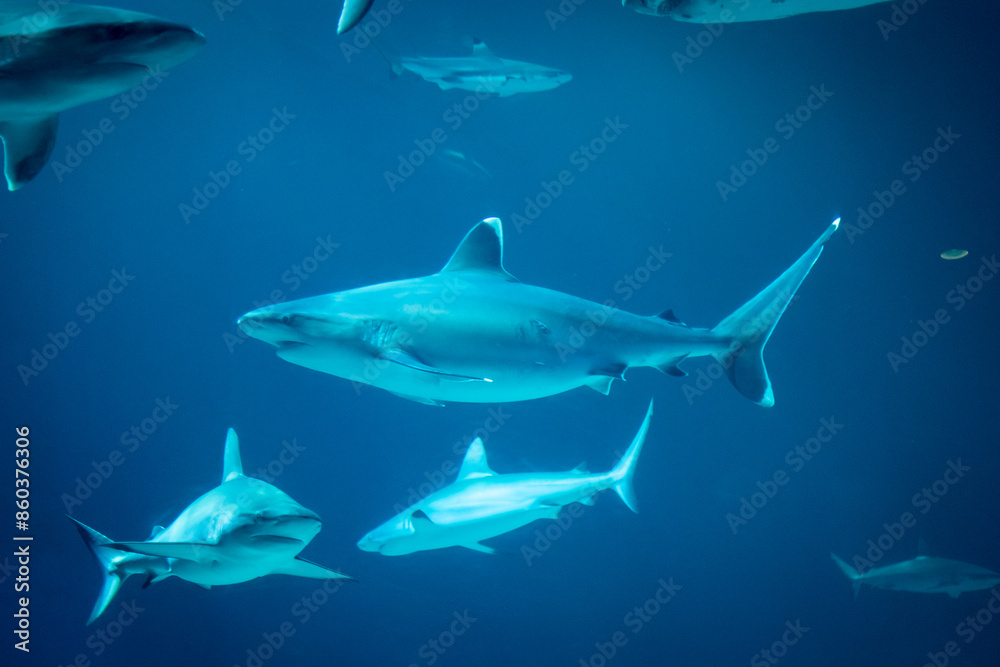Obraz premium Underwater view of a group of sharks swimming in the aquarium with a blue background.