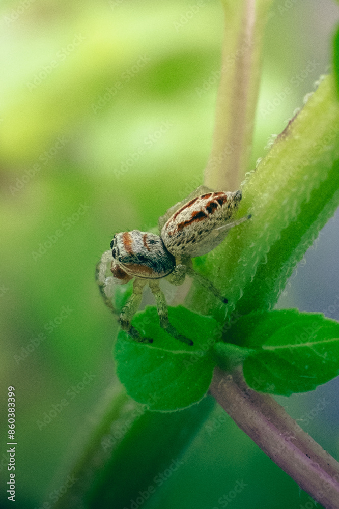 Spider in close-up alone on the leaf. Macro photography. Spider in close-up alone on the leaf. Macro photography.