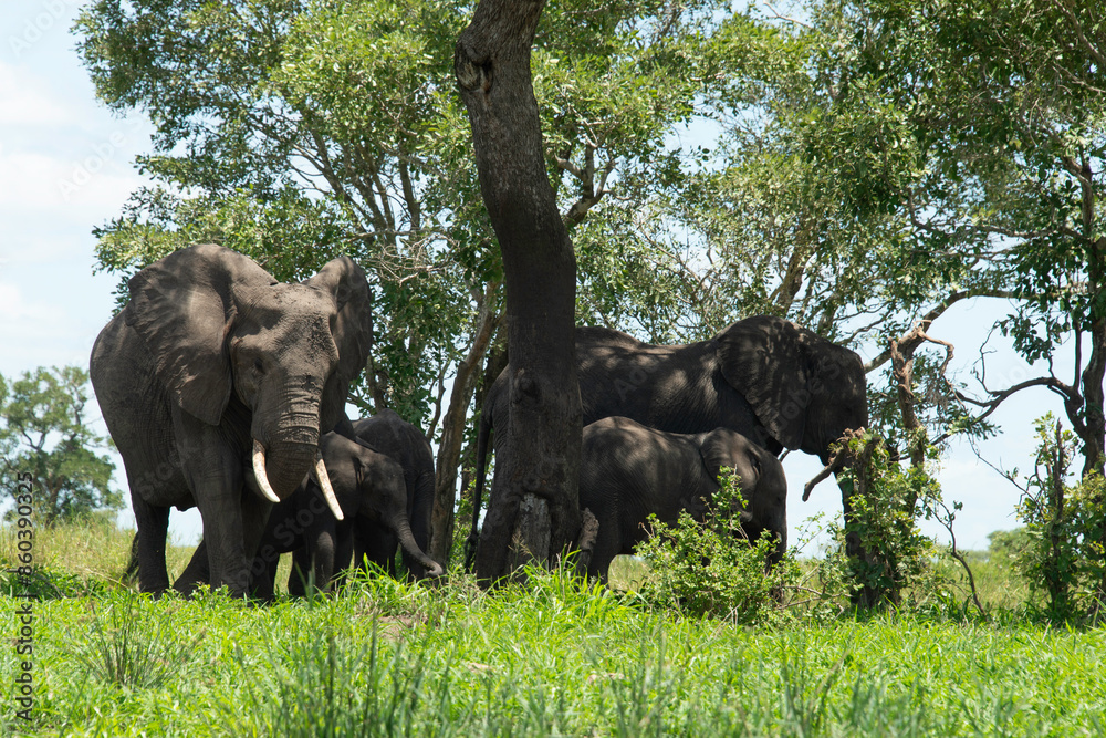 Fototapeta premium Éléphant d'Afrique, Loxodonta africana, Parc national Kruger, Afrique du Sud