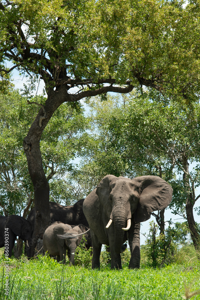 Fototapeta premium Éléphant d'Afrique, Loxodonta africana, Parc national Kruger, Afrique du Sud