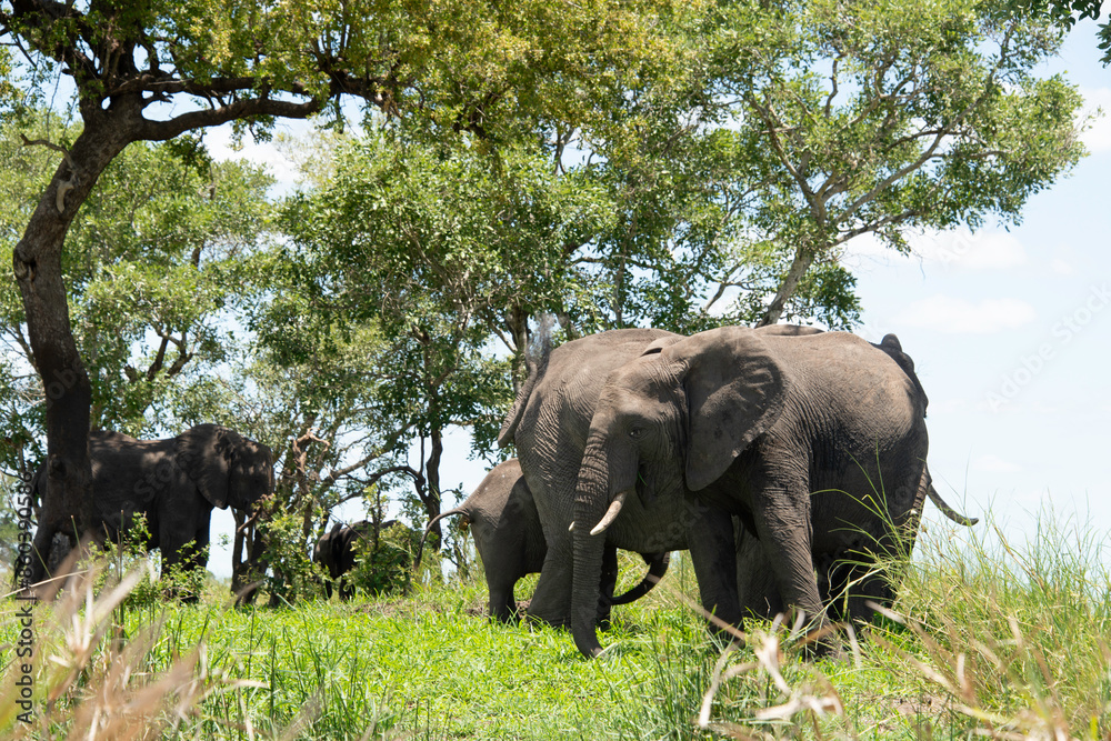 Fototapeta premium Éléphant d'Afrique, Loxodonta africana, Parc national Kruger, Afrique du Sud