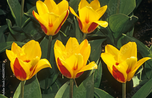 Tulipa kaufmanniana 'Gluck' , Tulipe photo