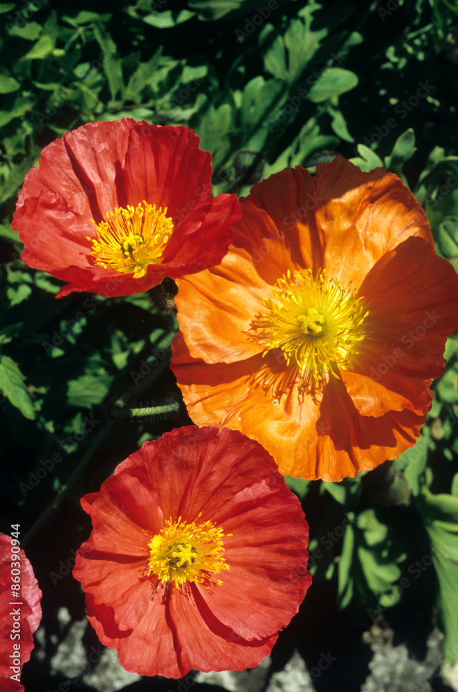 Papaver nudicaule 'Wanderland' (Pavot d'Islande) Papaver nudicaule 'Wanderland' (Pavot d'Islande)