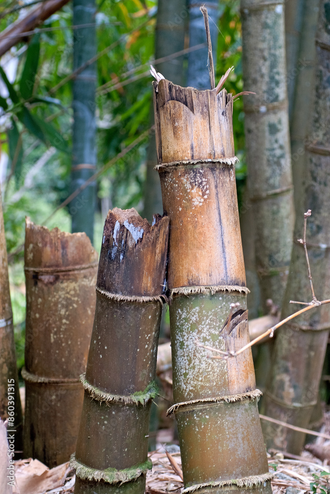 Bambou, Phyllostachys nigra 'Henonis' Bambou, Phyllostachys nigra 'Henonis'