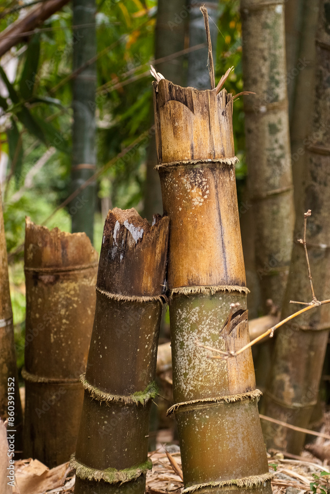 Bambou, Phyllostachys nigra 'Henonis' Bambou, Phyllostachys nigra 'Henonis'