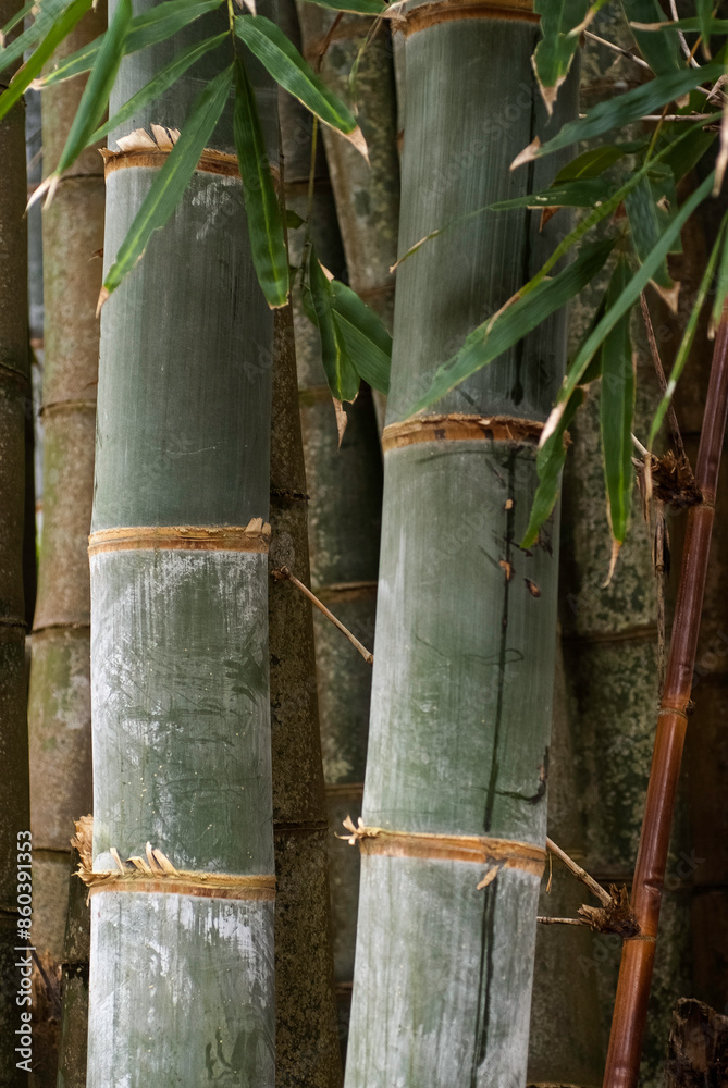 Bambou, Phyllostachys nigra 'Henonis' Bambou, Phyllostachys nigra 'Henonis'